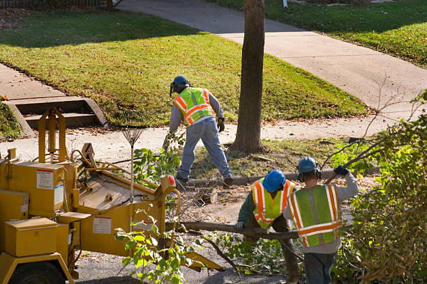 The Steps Involved in Our Tree Care Process in Somonauk, IL